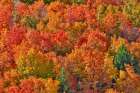 USA, Idaho. Bloomington Canyon Road hillsides in fall color on maple Art Print